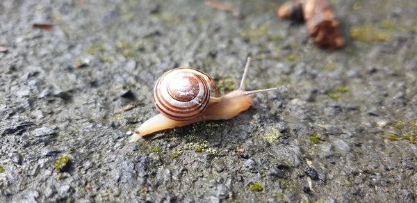 Close-up of snail on rock