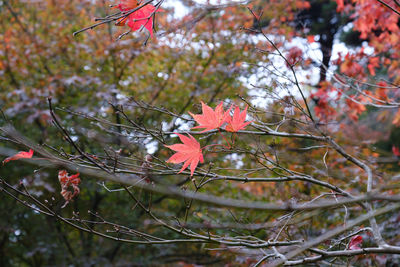 Close-up of red flowering plant on tree