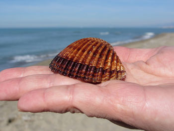 Close-up of hand holding shell over sea