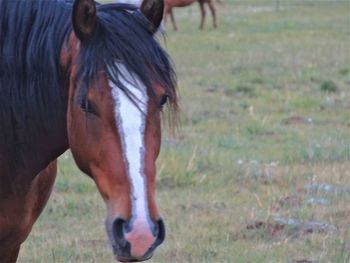 Horse on field