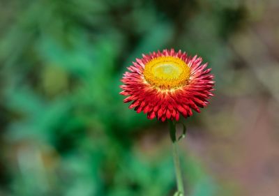 Close-up of red flower
