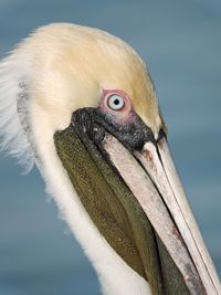 Close-up of pelican