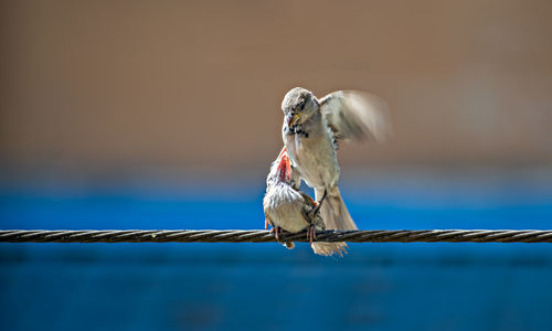 Mother sparrow feeding young baby sparrow in air by holding her firmly with legs.