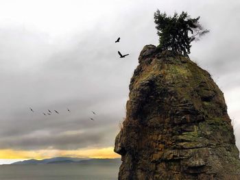 Low angle view of eagle flying against sky