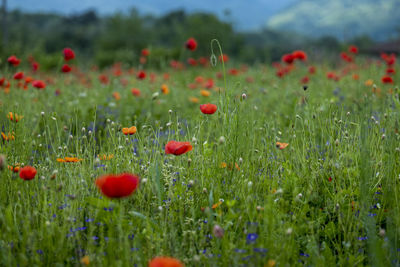 Close-up of red poppy flowers on field