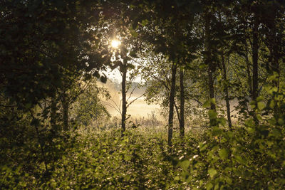 Trees in forest