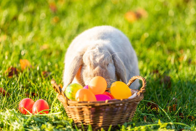 Young rabbits on the grass in nature in sunshine