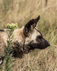 Close-up of a dog looking away