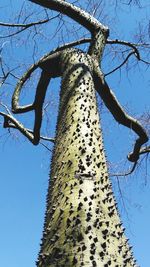 Low angle view of tree against blue sky