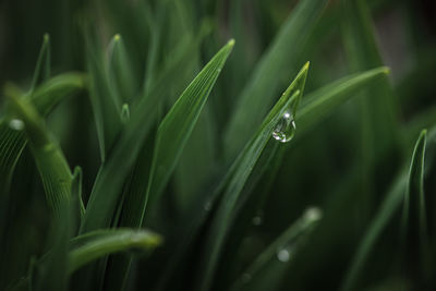 Close up of water drop on green leaves after a rain.