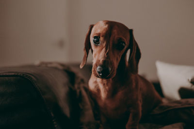 Portrait of dog sitting on sofa at home