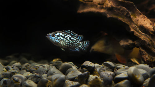 Electric blue jack dempsey cichlid fish - aquarium set up