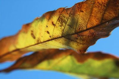 Close-up of leaves against clear blue sky