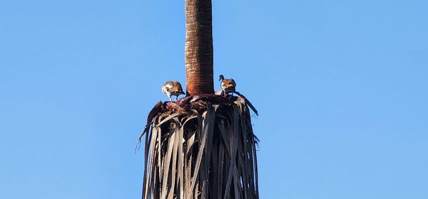 Low angle view of bird perching on roof against clear blue sky