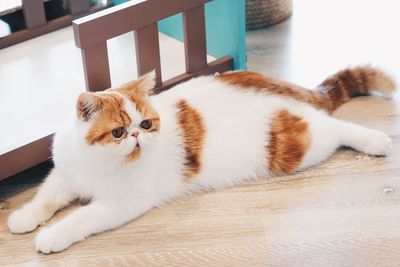 High angle view of cat sitting on floor