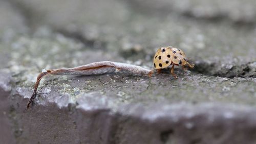 Close-up of ladybug on rock