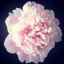 Close-up of pink flower over black background