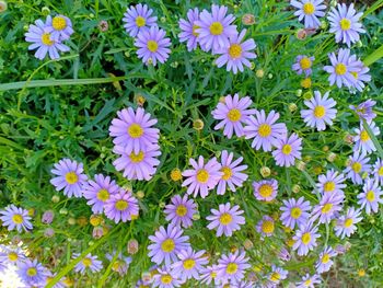 High angle view of purple daisy flowers