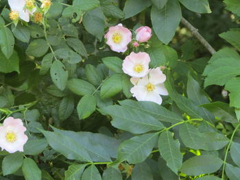 High angle view of pink flowering plant
