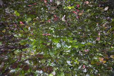 Close-up of flowers growing on tree