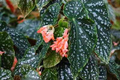 Close-up of raindrops on plant