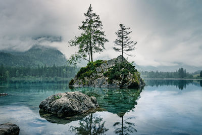 Plants growing on rock by lake against sky