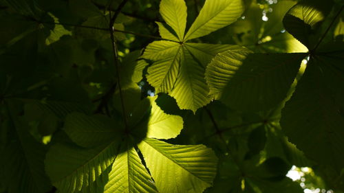 Close-up of plant