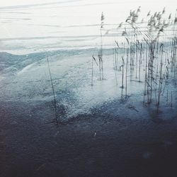 Reflection of trees in water