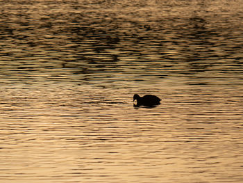 Silhouette duck swimming in lake