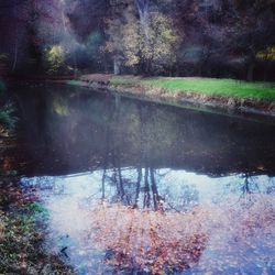 Reflection of trees in water