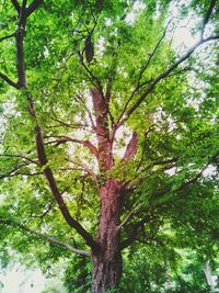 Low angle view of trees