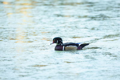 Duck swimming in lake