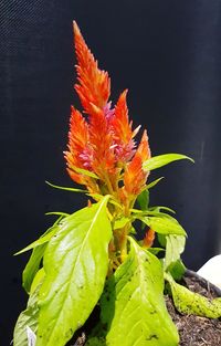 Close-up of orange flower on plant