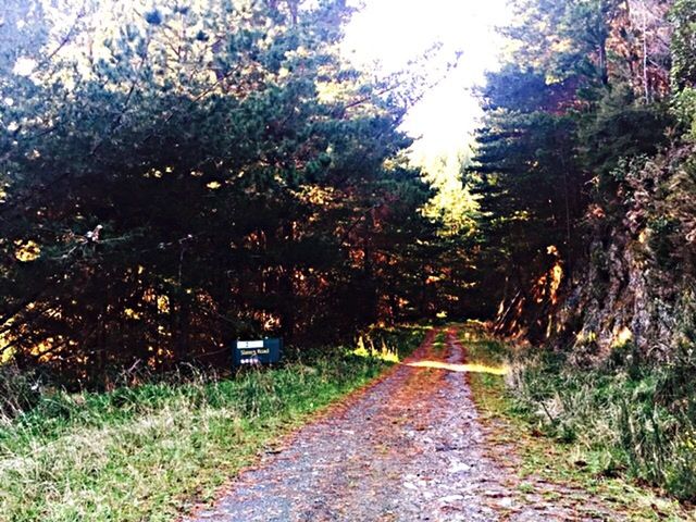 the way forward, diminishing perspective, tree, vanishing point, tranquility, road, dirt road, growth, transportation, nature, tranquil scene, empty road, footpath, grass, narrow, empty, beauty in nature, country road, plant, day