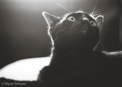 Close-up of a cat looking away