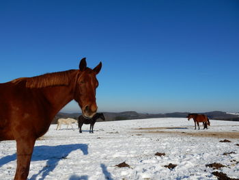 Horses standing on snow field against clear sky during winter