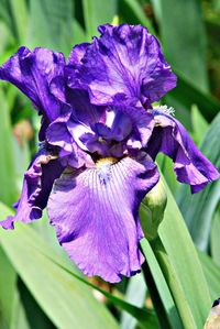 Close-up of purple flowers blooming