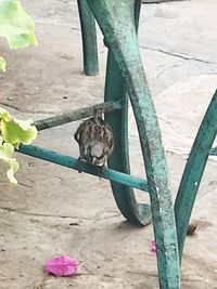 Close-up of bird perching outdoors