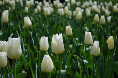 Close-up of white flowering plants on field