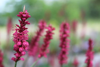 Close-up of pink flowering plant