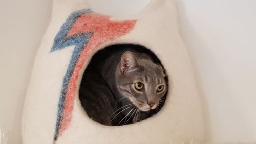 Close-up portrait of a cat