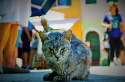 Close-up of cat sitting outdoors