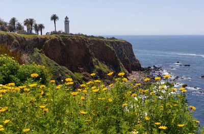 Point vicente lighthouse with flowers in the foreground