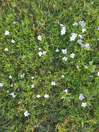 Full frame shot of grass