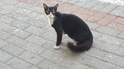 Cat sitting on footpath