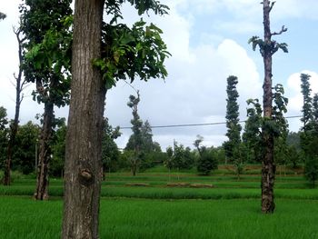 Trees on field against sky