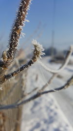 Close-up of frozen plant against sky