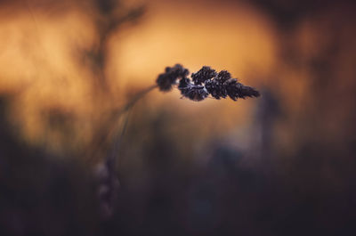 Close-up of wilted flowering plant during sunset