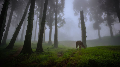 Horse in a forest