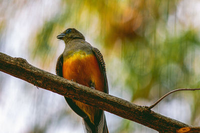 Close-up of bird perching on branch